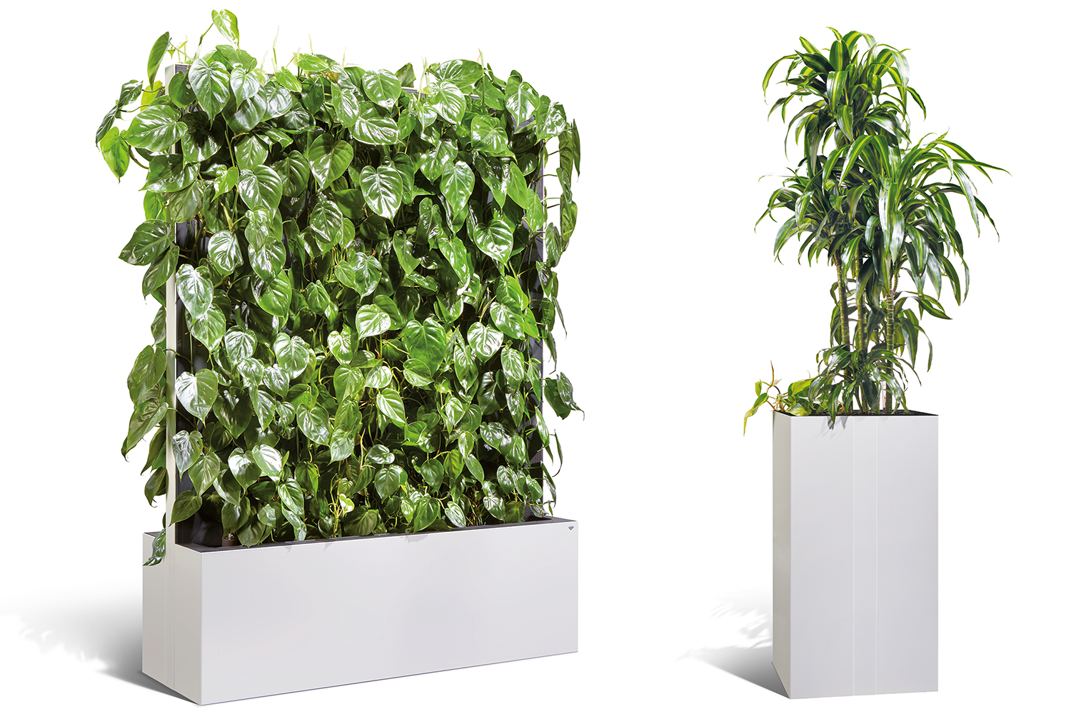 Grünpflanzen im Büro für ein gesundes Raumklima